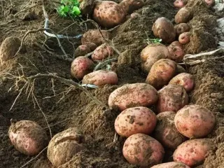 Сорт картофеля Першацвет
