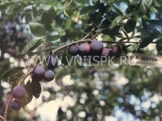 Сорт сливы домашней Ренклод Щербинский