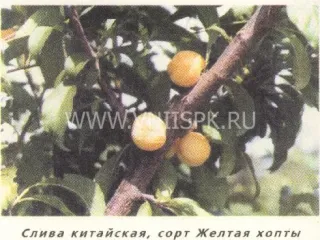 Сорт сливы китайской Желтая Хопты