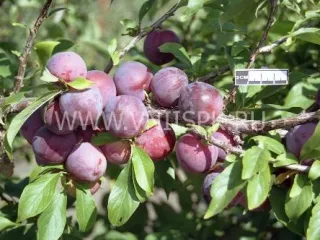Сорт сливы китайской Узюк