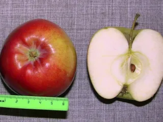 Сорт яблони Благовест