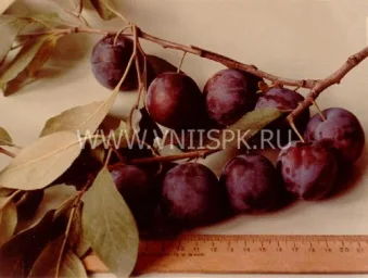 Сорт сливы домашней Ренклод Саратовский 0