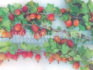 Сорт крыжовника Уральский Розовый