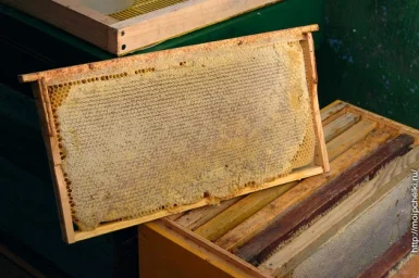 Как зимуют мои пчелы. 22 декабря Как зимуют мои пчелы. 22 декабря