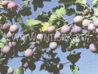 Сорт крыжовника Красный Крупный