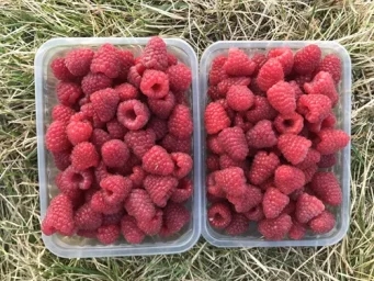 Сорт малины Карамелька 2