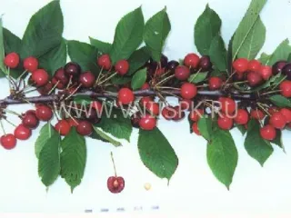 Сорт черешни Память Покровской