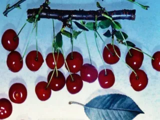 Сорт вишни Комсомольская
