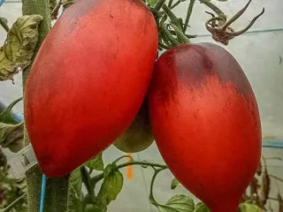 Сорт томата Паскаль из Пикардии