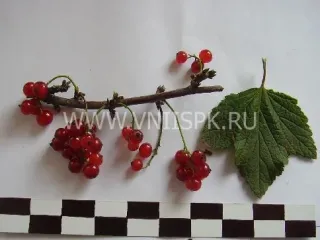 Сорт смородины красной Заря Заполярья