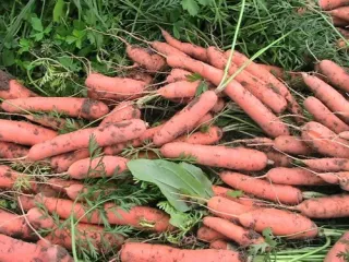 Сорт моркови Тушон