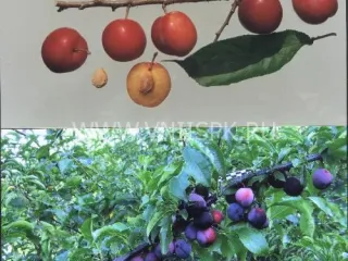 Сорт сливы китайской Алёнушка (Слива Китайская)