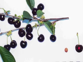 Сорт вишни Память Ворончихиной