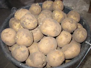 Сорт картофеля Адретта