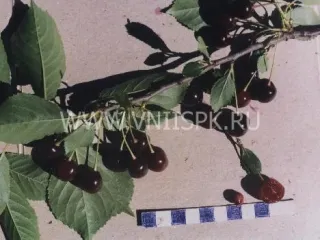 Сорт вишни Десертная Волжская