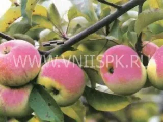 Сорт яблони Первинка