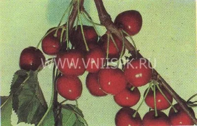 Сорт черешни Изюмная (Черешня) 0