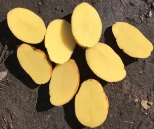 Сорт картофеля Джелли 1