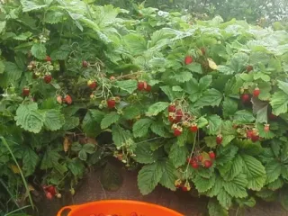 Сорт клубники Золушка