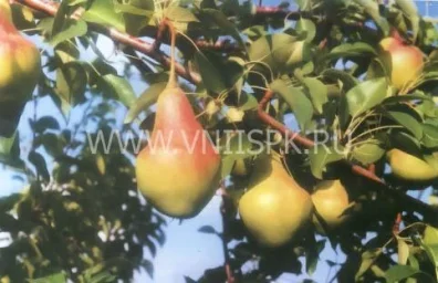 Сорт груши Самарская Красавица 0