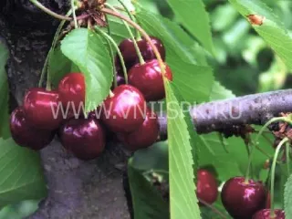 Сорт черешни Садко (Черешня)
