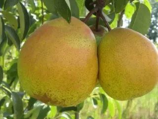 Сорт груши Дачница Кубани