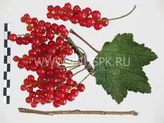 Сорт смородины красной Орловская Звезда