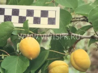 Сорт абрикоса Первенец Самары (Куйбышевский Ранний)