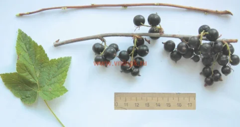 Сорт смородины черной Амурский Консервный 0