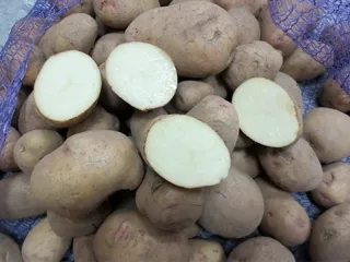 Сорт картофеля Аврора