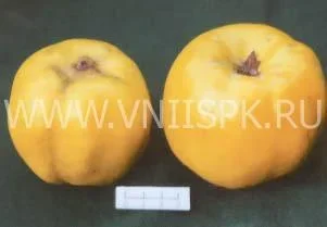 Сорт айвы Краснослободская 0