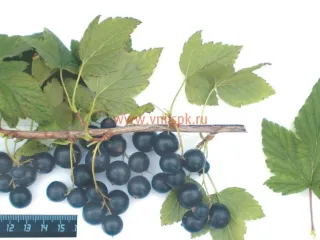 Сорт смородины черной Славянка