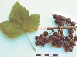 Сорт смородины черной Памяти Равкина