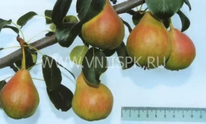 Сорт груши Тонковетка Уральская 0
