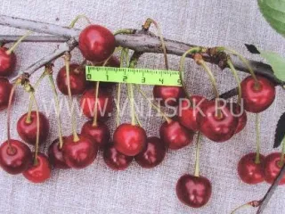 Сорт вишни Жердевская Красавица