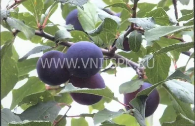 Сорт сливы домашней Куйбышевская Синяя 0