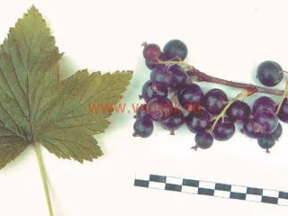 Сорт смородины черной Минусинская Сладкая