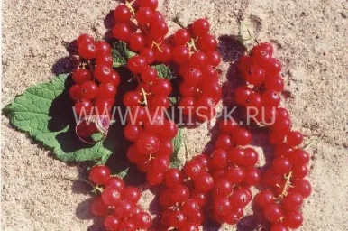Сорт смородины красной Щедрая (Смородина Красная) 0