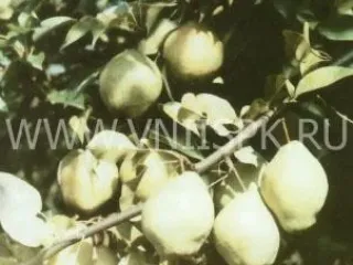 Сорт груши Киффер (Сеянец Киффера)