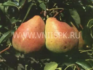 Сорт груши Горячеводская
