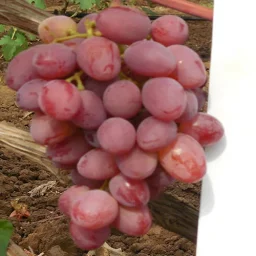 Сорт винограда Рута 1