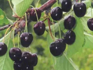 Сорт черешни Орловская Фея