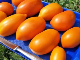 Сорт томата Кенигсберг золотой
