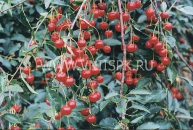 Сорт вишни Аляевская 0