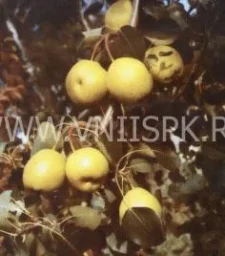 Сорт груши Ларинская 0