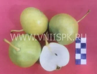Сорт груши Ранняя 0