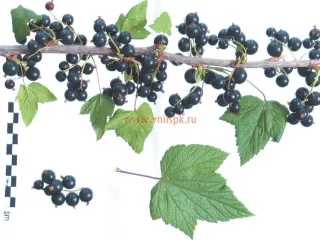 Сорт смородины черной Ажурная