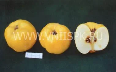Сорт айвы Анжерская 0
