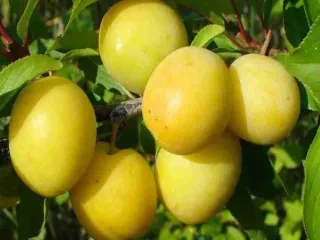 Сорт сливы китайской Уральская Золотистая