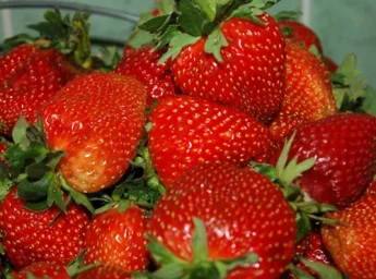 Сорт клубники Мальвина 5